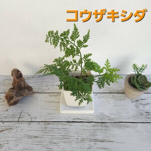 ☆コウザキシダ　シダ植物　観葉植物　ガーデニング　パルダリウム　苔　盆栽　シェードガーデン　羊歯　山野草　ビバリウム