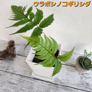 ☆ウラボシノコギリシダ　シダ植物　観葉植物　ガーデニング　パルダリウム　苔　盆栽　シェードガーデン　羊歯　山野草　ビバリウム