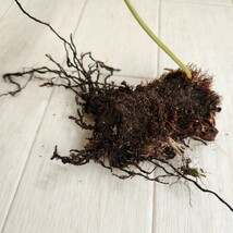 ☆コモチシダシダ　羊歯　植物　抜き苗　観葉植物　ガーデニング　パルダリウム　苔　盆栽_画像5