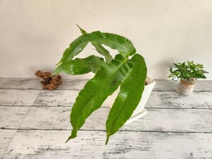 ナガサキシダ　大　シダ植物　観葉植物　ガーデニング　パルダリウム　苔　盆栽　シェードガーデン　羊歯　山野草　ビバリウム