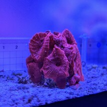 ディスクコーラル スーパーレッド 海水 アクアリウム ソフトコーラル サンゴ ライブロック　E.1_画像2