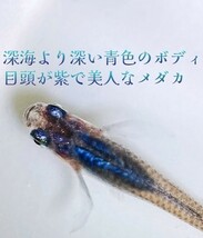 【金丸】ブラックオパールシャドー　上物メダカ有精卵 30個+α_画像2