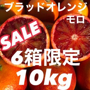 愛媛県産みかん ブラッドオレンジ(モロ) 箱込10kg発送 柑橘 果物 ミカン