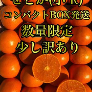 愛媛県産 みかん 高級柑橘 せとか コンパクトBOX発送 柑橘 ミカン 果物