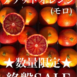 愛媛県産みかん ブラッドオレンジ(モロ)コンパクトBOX発送 柑橘 果物 ミカン
