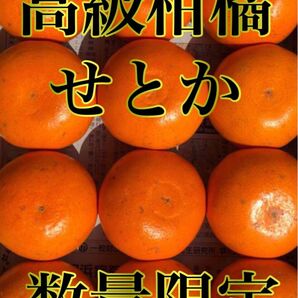 愛媛県産 みかん 高級柑橘 せとか コンパクトBOX発送 柑橘 ミカン 果物