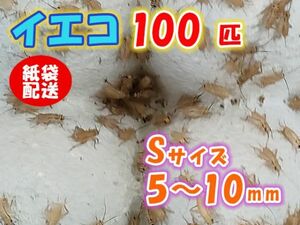 ヨーロッパイエコオロギ イエコ Sサイズ 5mm～10mm 紙袋配送 100匹 生餌 死着保証10% 爬虫類 両生類 トカゲ カエル [3694:gopwx]