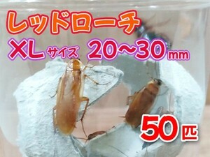 レッドローチ 成虫 XL サイズ 20～30mm 50匹 紙袋配送 生餌 爬虫類 両生類 肉食熱帯魚 小型哺乳類 エサ 活餌 [3531:gopwx]