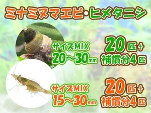 [送料無料] ミナミヌマエビ 20匹＋補償分4匹 ヒメタニシ 20匹＋補償分4匹 成体 観賞 飼育 コケ対策 残エサ処理 甲殻類[3175:gopwx2]