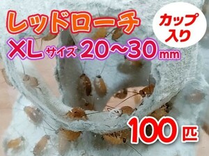 レッドローチ 成虫 XL サイズ 20～30mm カップ入り 100匹 生餌 爬虫類 両生類 肉食熱帯魚 小型哺乳類 エサ 活餌 [3418:gopwx2]