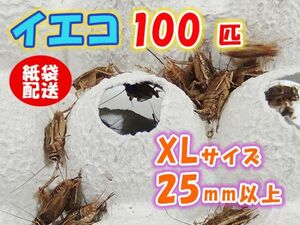 ヨーロッパイエコオロギ イエコ 成虫 XL サイズ 25mm以上 紙袋配送 100匹 生餌 死着保証10% 爬虫類 両生類 トカゲ カエル [3712:gopwx2]