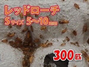 レッドローチ S サイズ 5～10mm 300匹 紙袋配送 生餌 爬虫類 両生類 肉食熱帯魚 生体 アクアリウム エサ 活餌 [3070:gopwx]