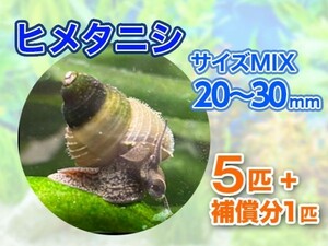 [送料無料] ヒメタニシ 成体 20～30mm 5匹＋補償分1匹 合計6匹 観賞 飼育 コケ対策 残エサ処理 生餌 甲殻類 [3117:gopwx]