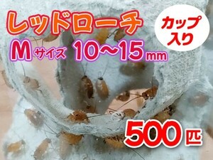 レッドローチ M サイズ 10～15mm 500匹 カップ入り 生餌 爬虫類 両生類 肉食熱帯魚 小型哺乳類 エサ 活餌 [3411:gopwx2]