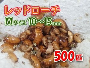 レッドローチ M サイズ 10～15mm 500匹 紙袋配送 生餌 爬虫類 両生類 肉食熱帯魚 生体 アクアリウム エサ 活餌[3076:gopwx2]