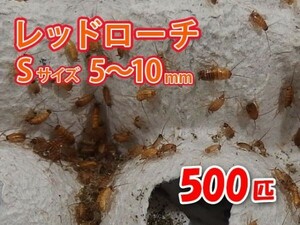 レッドローチ S サイズ 5～10mm 500匹 紙袋配送 生餌 爬虫類 両生類 肉食熱帯魚 生体 アクアリウム エサ 活餌 [3071:gopwx]