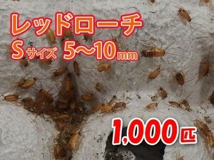 レッドローチ S サイズ 5～10mm 1000匹 紙袋配送 生餌 爬虫類 両生類 肉食熱帯魚 生体 アクアリウム エサ 活餌 [3072:gopwx]