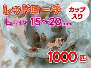 レッドローチ L サイズ 15～20mm 1000匹 カップ入り 生餌 爬虫類 両生類 肉食熱帯魚 小型哺乳類 エサ 活餌 [3417:gopwx]