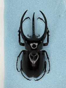 昆虫標本　スマトラコーカサス　117mm
