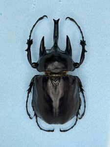 昆虫標本　ブラジル産　アクテオンゾウカブト　111mm