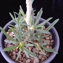 ドルステニア　ギガス　ブラータ　【Dorstenia gigas f. bullata】 　サボテン　多肉植物　挿し木 No.2_画像4