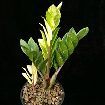 ザミオクルカス ザミーフォリア 斑入り【Zamioculcas Zamiifolia Variegated】_画像4