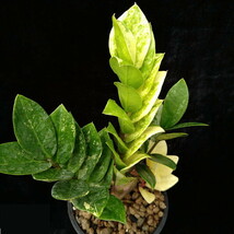 ザミオクルカス ザミーフォリア 斑入り【Zamioculcas Zamiifolia Variegated】_画像2