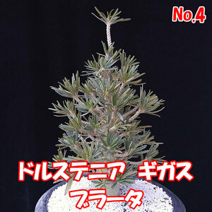 ドルステニア　ギガス　ブラータ　【Dorstenia gigas f. bullata】 　サボテン　多肉植物　挿し木 No.4