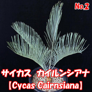 【サイカス カイルンシアナ】Cycas Cairnsiana　ブルーリーフ★ソテツ★塊根植物　コーデックス★　CITES証明書付　No.2