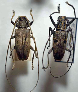 標本 336-12 稀少 フィリピン産 カミキリムシmix Cerambycidae 2ex 現状特価