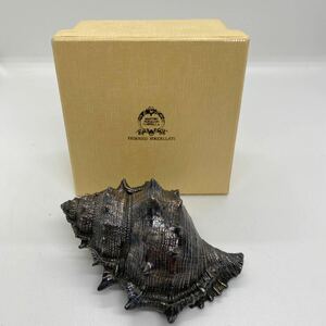 c*★中古品　FEDERICO BUCCELLATI フェデリコブチェラッティ　シェルオーナメント 貝殻の置物 シルバー999★.