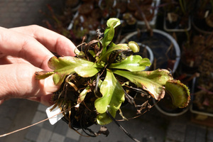 【食虫植物】　Dionaea muscipula Saw Tooth, BCP