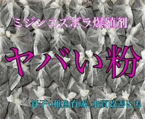 生クロレラ等不要【華めだか大阪】ミジンコズボラ爆殖剤 ヤバい粉 1発★タマミジンコタイリクミジンコオオミジンコの繁殖.めだか育成に♪