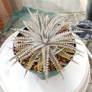 ディッキア ホワイトシャーク(Dyckia White Shark)の画像3