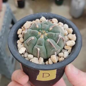 サボテン　ギムノカリキウム　バッテリー　実生D（Gymnocalycium vatteri）