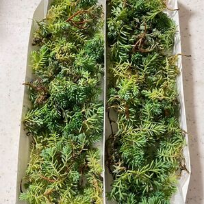 ヒスパニクム　多肉植物　セダム　大量　グランドカバー