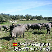 イベリコ豚 幻の大トロカルビ焼肉 600g セクレト ベジョータ 豚肉 母の日 父の日 プレゼント お肉 食品 食べ物 高級肉_画像9