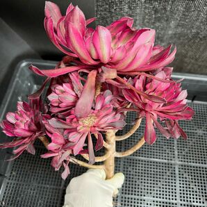 新入荷レア種　アエオニウム　ザワートキン錦変異錦　(超大品) 法師錦　観葉植物 古株　群生株