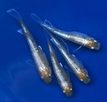 【元気めだ係CO.】☆鱗光紅白メダカ☆成魚１ペア＋メス１☆体長約2.5cm☆丹頂良個体から出荷☆体外光　紅白体外光　紅白メダカ　鱗系　鱗光_画像1