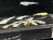 【飛燕メダカ】メタルコブラアースアイ稚魚10匹＋卵10個！MARIMOYA様購入 検索サンシャイン 金塊 フロマージュ ネプチューン メダカ コブラ_画像9