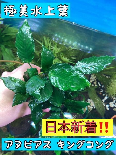 日本完全新着！アヌビアス キングコング 水草