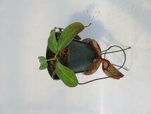N.rajah × burbidgeae BE-3931-S 6号【現品限り】ネペンテス 食虫植物_14579_画像2
