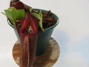 N.aff.nebularum clone3,south-eastern.Mindano,Philippines BCP ID#N1718 3.5号【現品限り】ネペンテス 食虫植物_14569