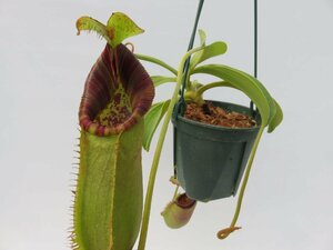 N.spathulata × lowii seed grown Carnivrous And More 5号【現品限り】ネペンテス 食虫植物_14658