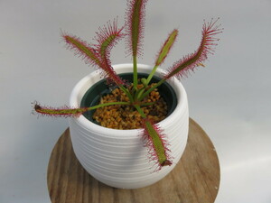 Drosera Capensis broad leaf　２号　丸鉢付き【人気品種】食虫植物　ドロセラ　モウセンゴケ