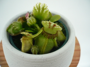 食虫植物　セファロタス　Cephalotus follicularis 　2号　丸鉢付き