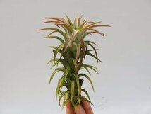 Tillandsia ionantha var.vanhyningii(Big &Red) ＼在庫限り／おしゃれな観葉植物_90042_画像5