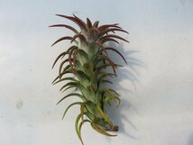 Tillandsia ionantha var.vanhyningii(Big &Red) ＼在庫限り／おしゃれな観葉植物_90042_画像3