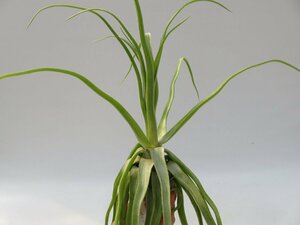 Tillandsia streptophylla ＼在庫限り／おしゃれな観葉植物_90039