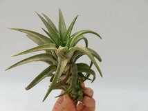 Tillandsia ionantha var.vanhyningii ＼在庫限り／おしゃれな観葉植物_90043_画像5